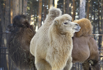 Three camels in winter
