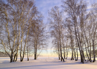 Birch grove in winter