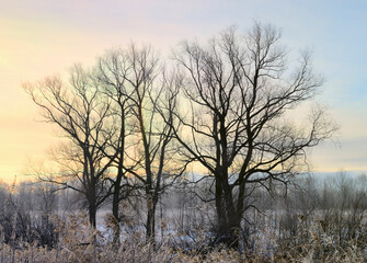 Tree branches at dawn