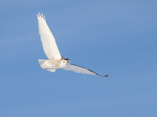 Obraz premium Female Snowy Owl in Flight on Blue Sky in Winter