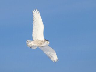 Female Snowy Owl in Flight on Blue Sky in Winter