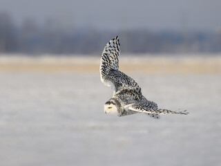Female Snowy Owl Flying Low Over Snow Field in Winter