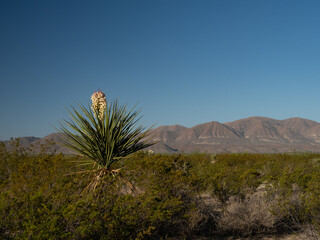 Large Blooming Faxon Yucca in Big Bend National Park, Texas