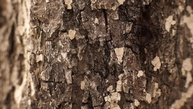 Tiny acrobat ants climbing up tree bark surface, extreme close up