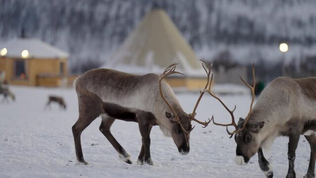Reindeer couple with big antlers interact and search for food on snow, close up