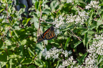 butterfly on a flower