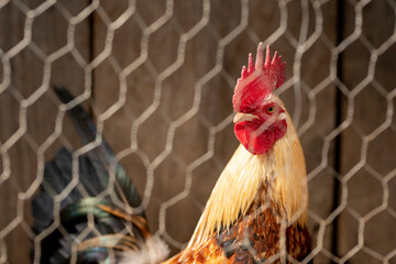 Brown rooster behind a mesh in his pen, looking at the camera with space for text