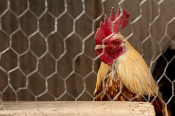 Brown rooster behind a mesh in his pen, looking at the camera with space for text