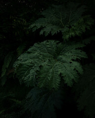 fern in the night