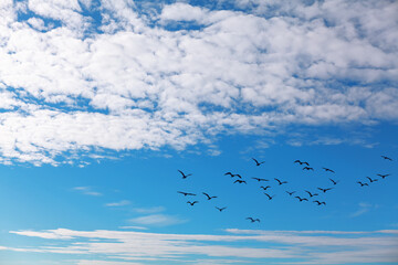Birds at sky with clouds. Flying flock of birds