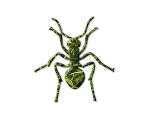 Ant insect Grass green Logo icon illustration