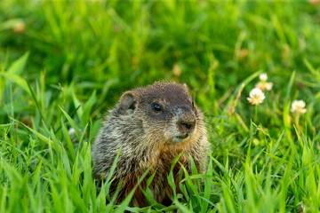 Naklejka na ściany i meble The groundhog (Marmota monax), also known as a woodchuck.