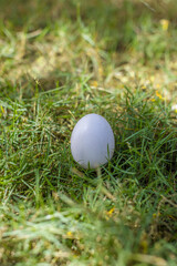 white easter egg on a meadow in the sunshine