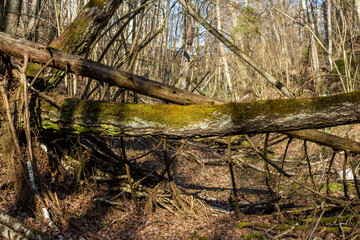 Blockage of trees in a forest ravine