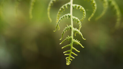 fern leaves