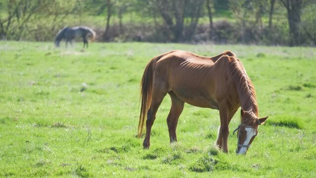 Thin chestnut horse eating grass while grazing on farm grassland pasture