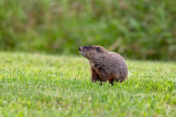 The groundhog (Marmota monax), also known as a woodchuck.
