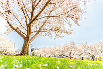 Fototapeta premium 桜が散る公園で花見