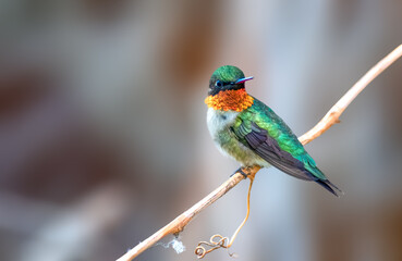 Ruby Throated Hummingbird showing off its necklace