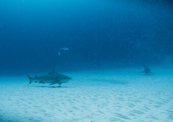 deep diving with bull shark in playa del carmen Mexico