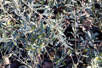 Olive evergreen plants in a bags