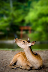 Sika Deer in front of a torii in Nara, Japan