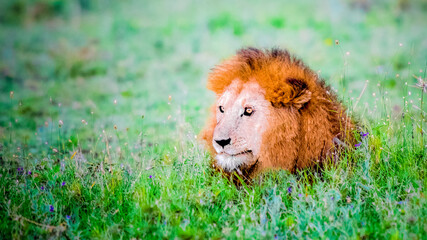 Portrait of Lion Romeo 2 enjoying the first rays of sun in Masai Mara, Kenya