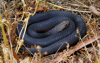 A Blacksnake coiled by the side of a walking track in the Australia bush.
