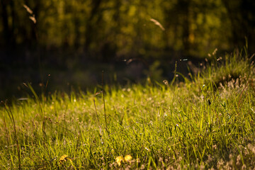 A lawn lit by a warm sun on a slope with green grass