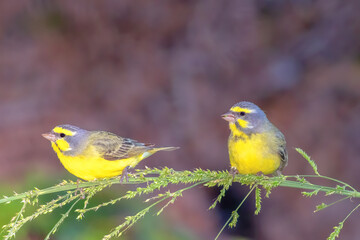 Yellow-fronted canary couple perched on a branch