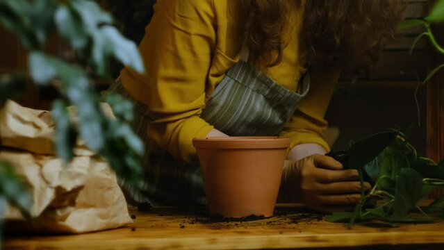 Florist replanting epipremnum houseplant into ceramic pot. Growing indoor plants, greenery, biophilia concept.