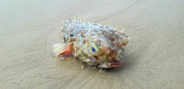 fish on the beach