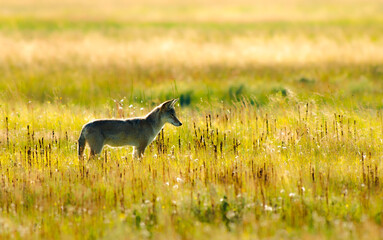 Coyote in Yellowstone National park around sunset