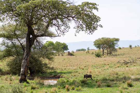 wildebeest in serengeti city