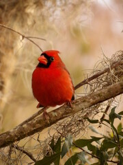 cardinal on a branch