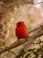 red cardinal on branch