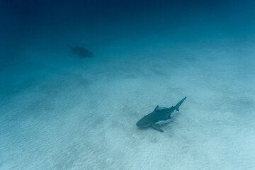 deep diving with bull shark in playa del carmen Mexico