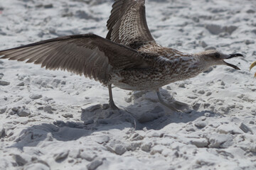 GAIVOTA