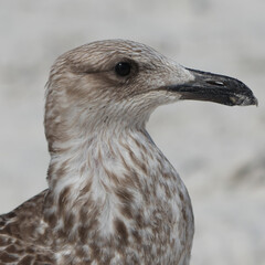 GAIVOTA
