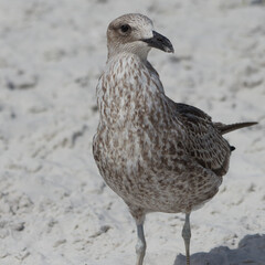 GAIVOTA