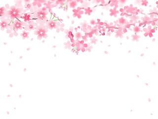 Fototapeta na wymiar 和風の桜の花
