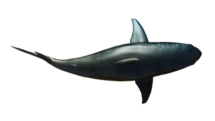 Great white shark giant body sea monster, scary top view 3d rendering concept image