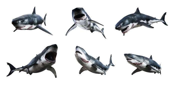 Giant white shark with huge body of water, collection of six isolated white backgrounds 3D rendering concept image