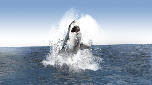 Great White Shark (Carcharodon carcharias) breaching in an attack. Hunting of a Great White Shark