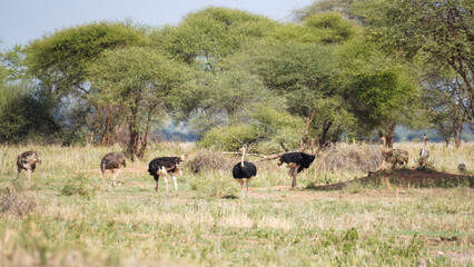 herd of deer