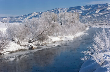 Hoarfrost on cottonwood trees in the Yampa Valley in early morning;  near Steamboat Springs,...