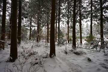 Fototapeta premium snow-covered scene in cedar woods