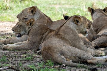 lioness and cubs
