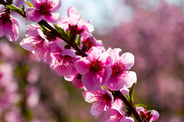 Beautiful blooming peach trees in spring garden. High quality photo