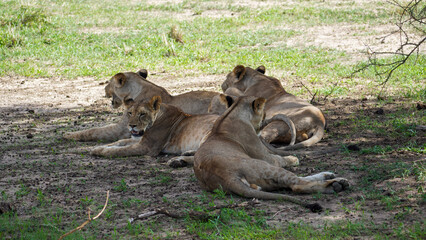 Fototapeta na wymiar lioness and cubs